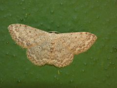 Scopula marginepunctata
