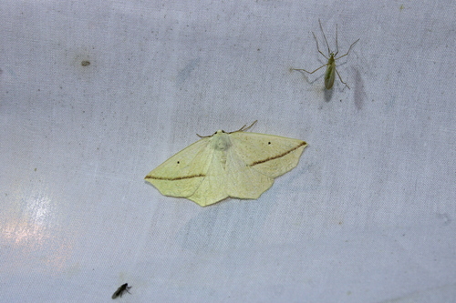 Yellow Slant-line photo 3