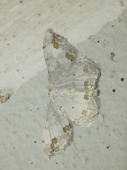 Scopula ornata