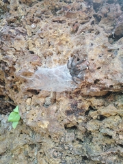 Avicularia avicularia