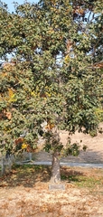 Quercus garryana