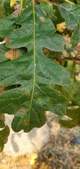 Quercus garryana