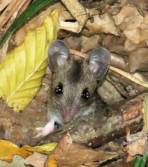 Apodemus flavicollis