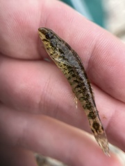 Etheostoma zonale