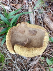 Xerocomellus pruinatus