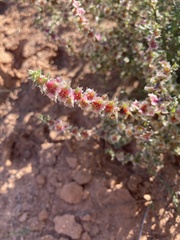 Salsola tragus