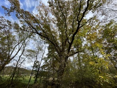 Quercus muehlenbergii