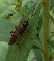 Ichneumonina