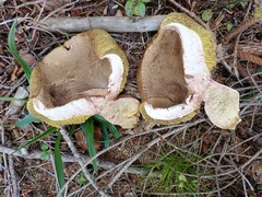 Xerocomellus pruinatus