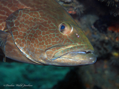 Mycteroperca bonaci