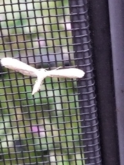 Hellinsia homodactylus