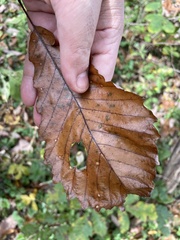 Quercus muehlenbergii