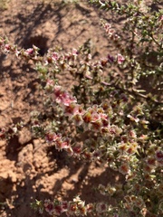 Salsola tragus