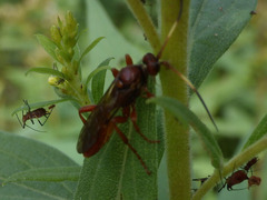 Ichneumonina