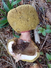 Xerocomellus pruinatus