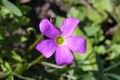 Oxalis violacea