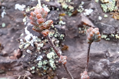 Sedum brevifolium