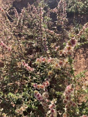 Salsola tragus