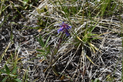 Penstemon procerus