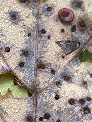 Neuroterus tantulus