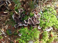 Phellodon tomentosus