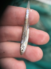 Notropis percobromus