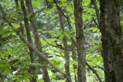 Coccothraustes vespertinus