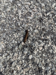 Anisota virginiensis
