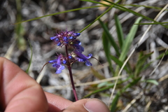 Penstemon procerus