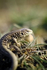 Lacerta agilis exigua