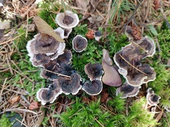 Phellodon tomentosus