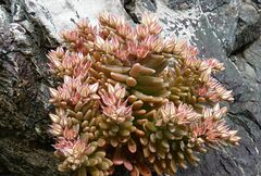 Sedum rubens