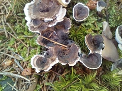 Phellodon tomentosus