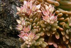 Sedum rubens