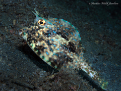 Acanthostracion quadricornis