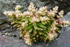 Sedum rubens