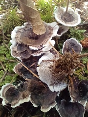 Phellodon tomentosus
