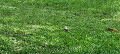 Fluvicola nengeta