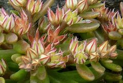 Sedum rubens