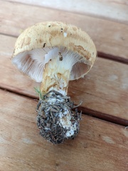 Cortinarius triumphans
