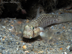 Gnatholepis thompsoni