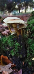 Hypholoma lateritium