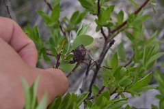 Rabdophaga strobiloides