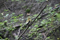 Coccothraustes vespertinus