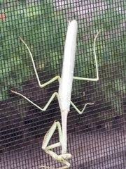 Stagmomantis