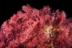 Sphaerococcus coronopifolius