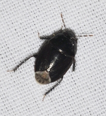 Macroscytus brunneus