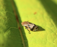 Lepyronia