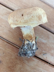 Cortinarius triumphans