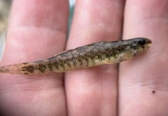 Etheostoma zonale